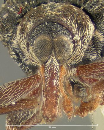 Media type: image;   Entomology 33996 Aspect: head frontal view